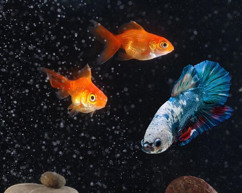 Betta Vs Goldfish - Aggression and Territoriality