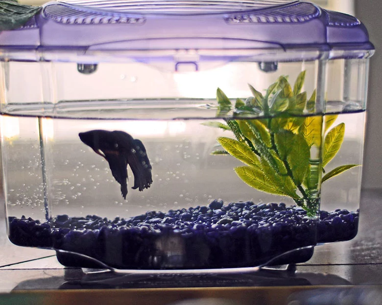 Betta Vs Goldfish - Short-Term Emergency Solutions