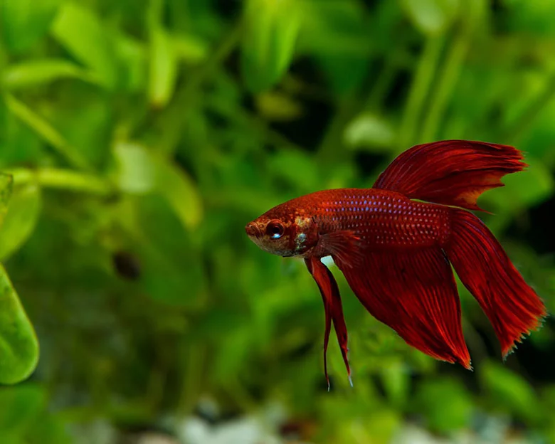 betta fish bonding - Bonding with Owners