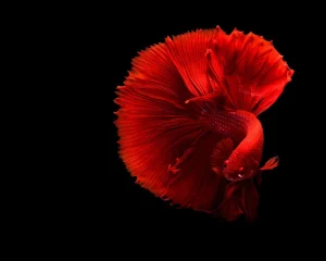 betta fish sleep habits - Where, When, And How Long?